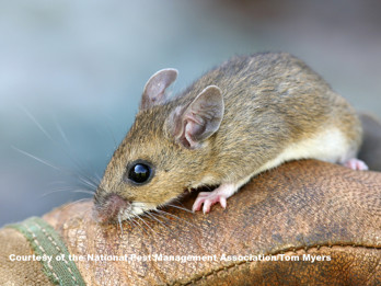 Deer Mouse 2.jpg