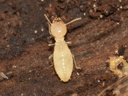 Formosan termite worker 2 (1).jpg