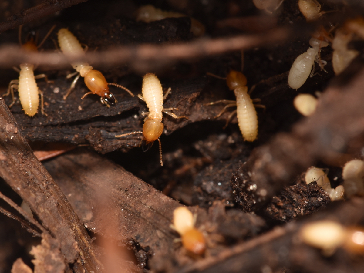 Formosan termites 3.JPG