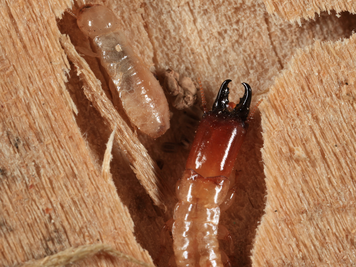 Drywood termite soldier and worker.jpg