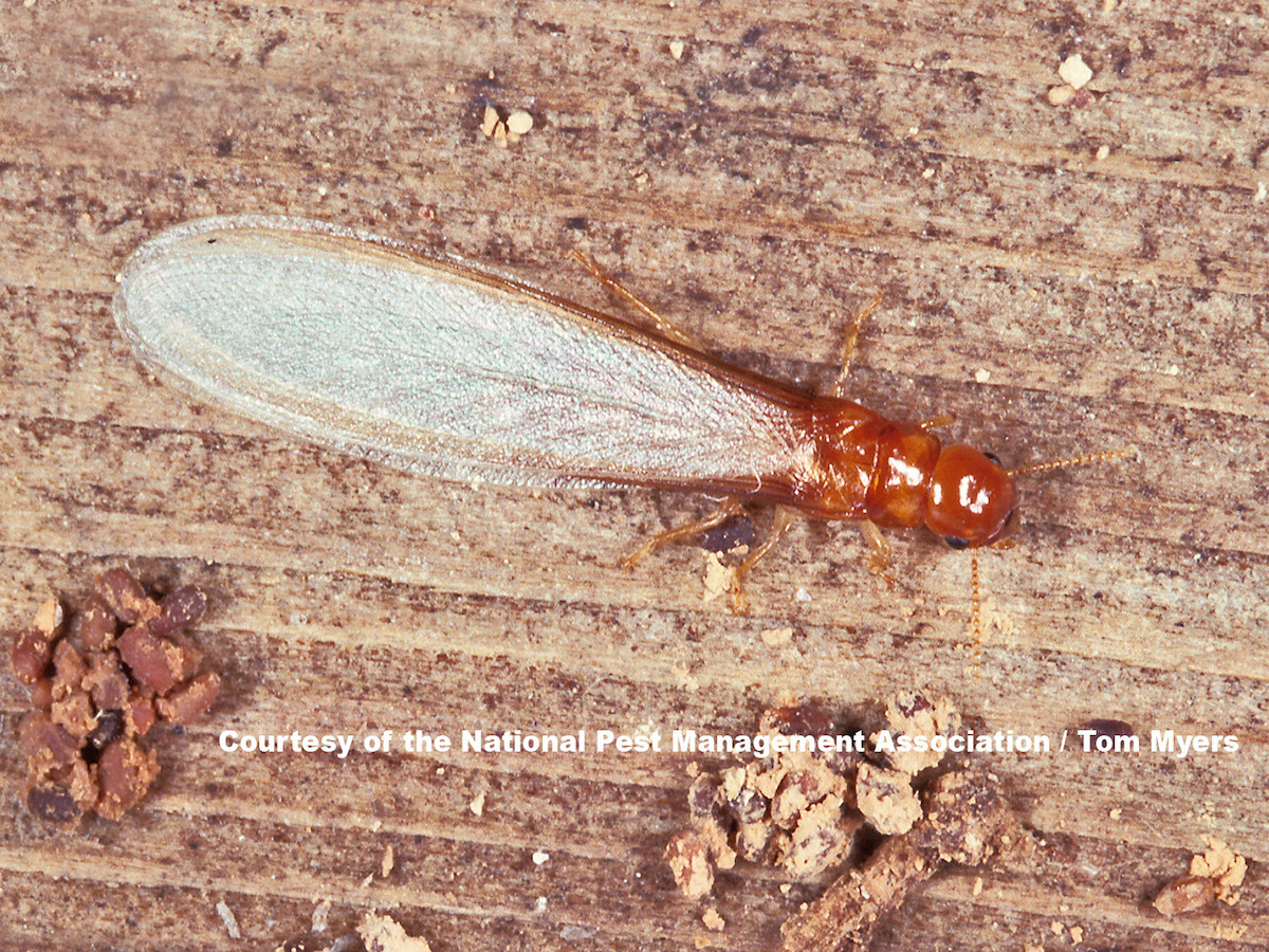 Drywood termite swarmer.jpg