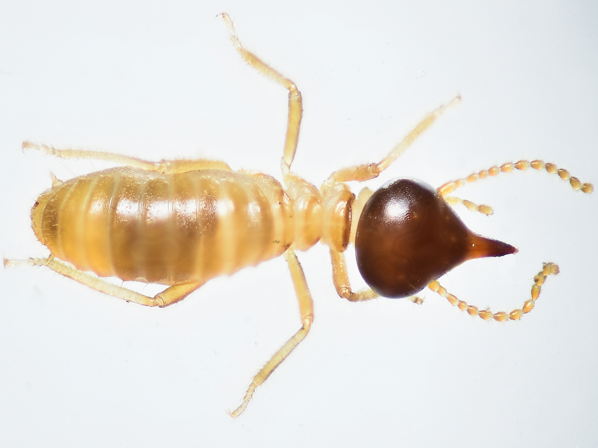 Conehead termite dorsal.jpg