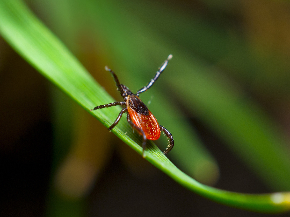 blacklegged female on grass no text.jpg