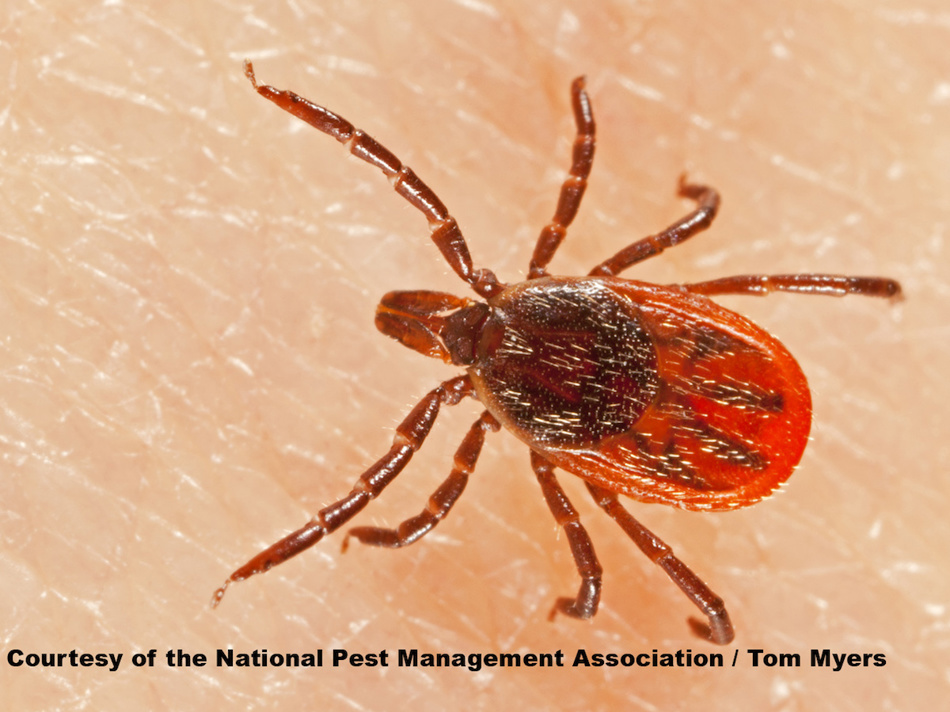 BlackleggedDeerTickFemale_L0O7523.jpg