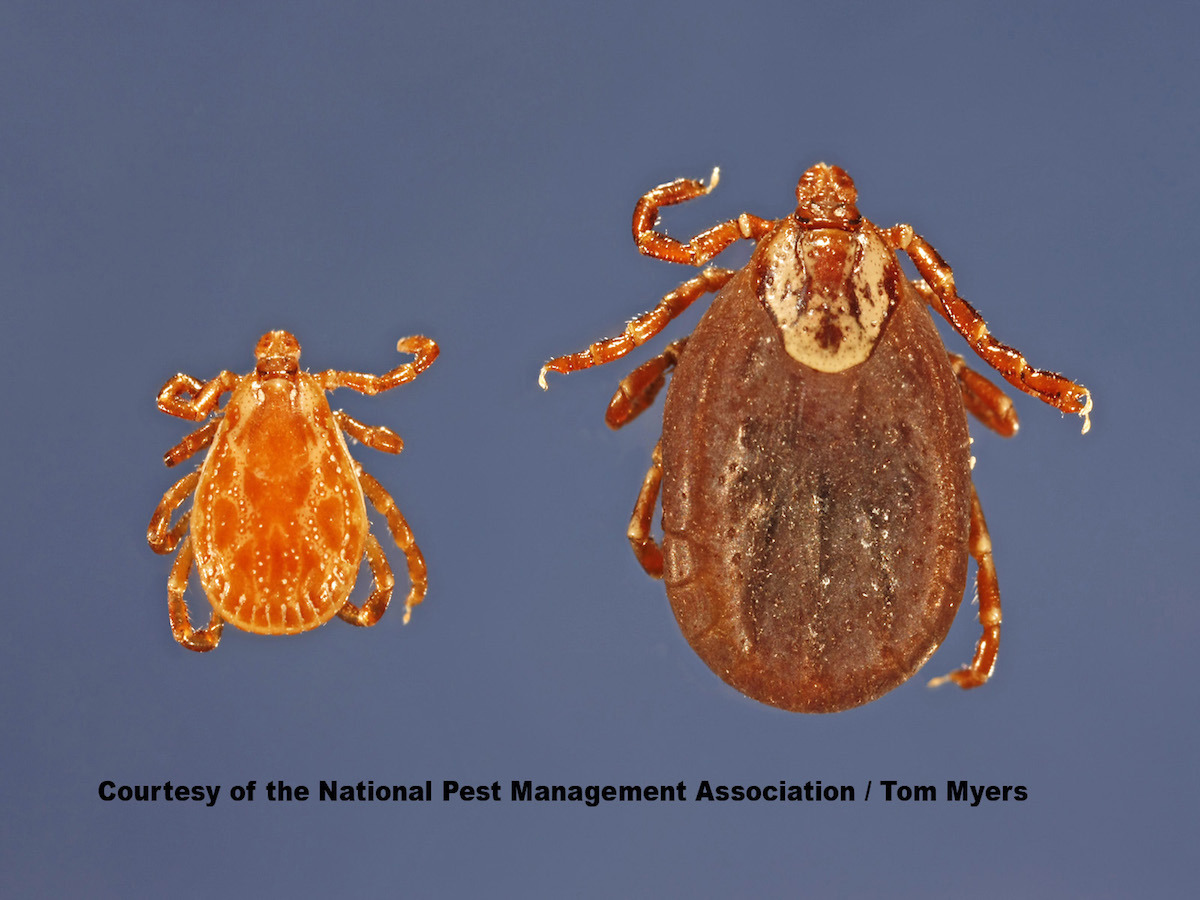 American Dog Ticks  _C4E2359.jpg