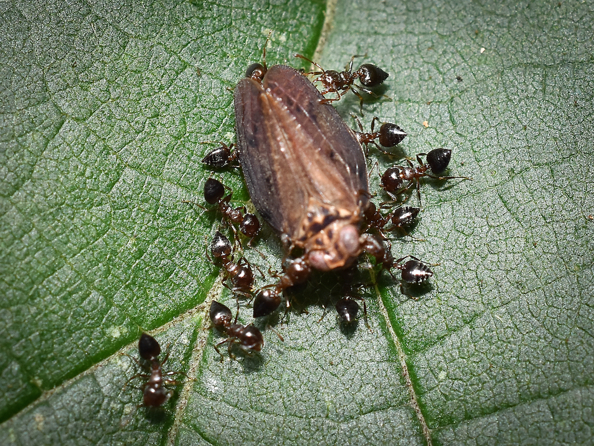 Acrobat ants eating a bug.jpg