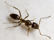Close-up of Argentine ant