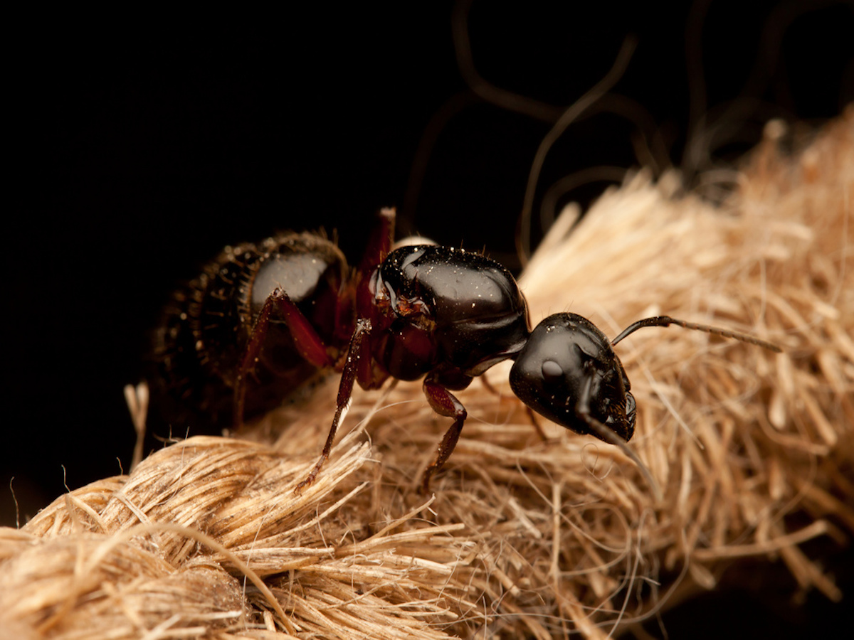 Carpenter Ant.jpg