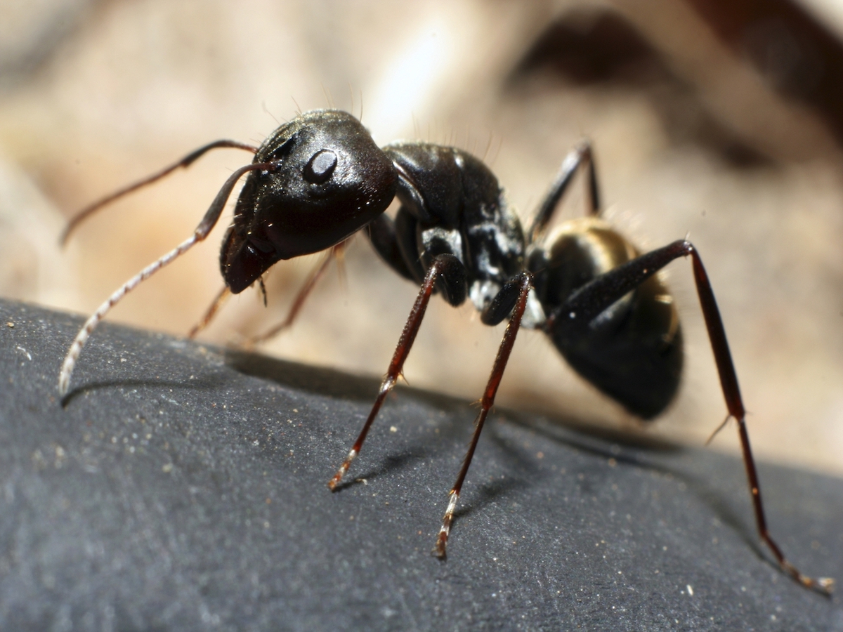 Carpenter ant4.jpg