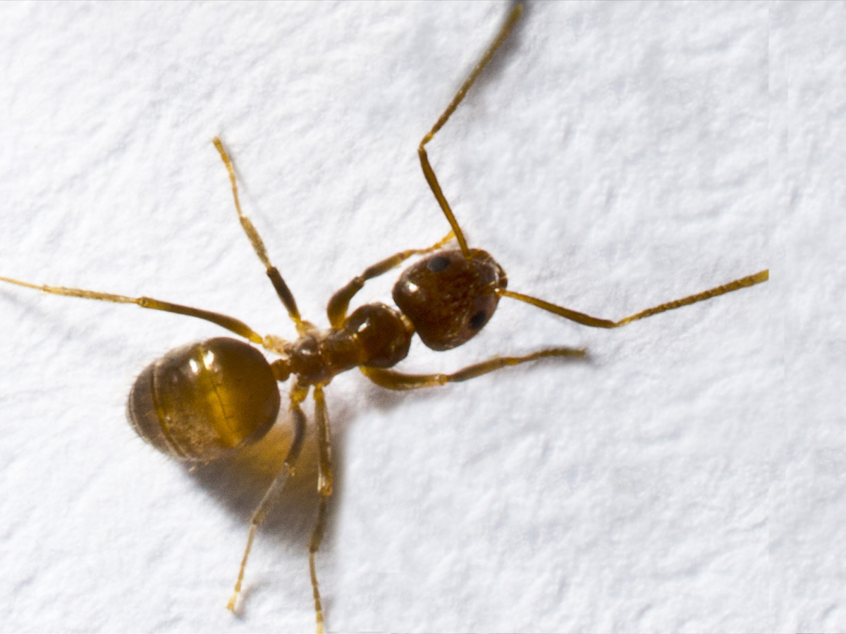 Tawny crazy ant isolated no text.jpg