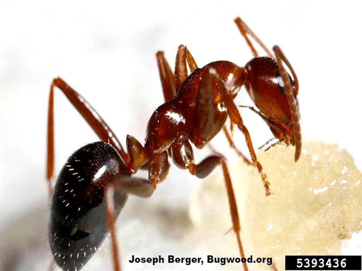 Field Ant_InsectImages.org.jpg