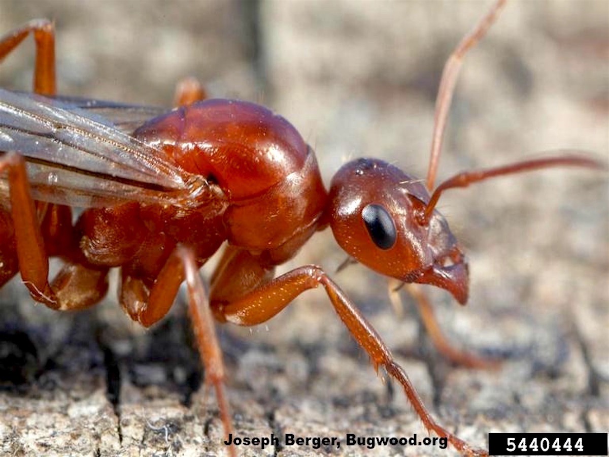 Field Ant2_InsectImages.org.jpg