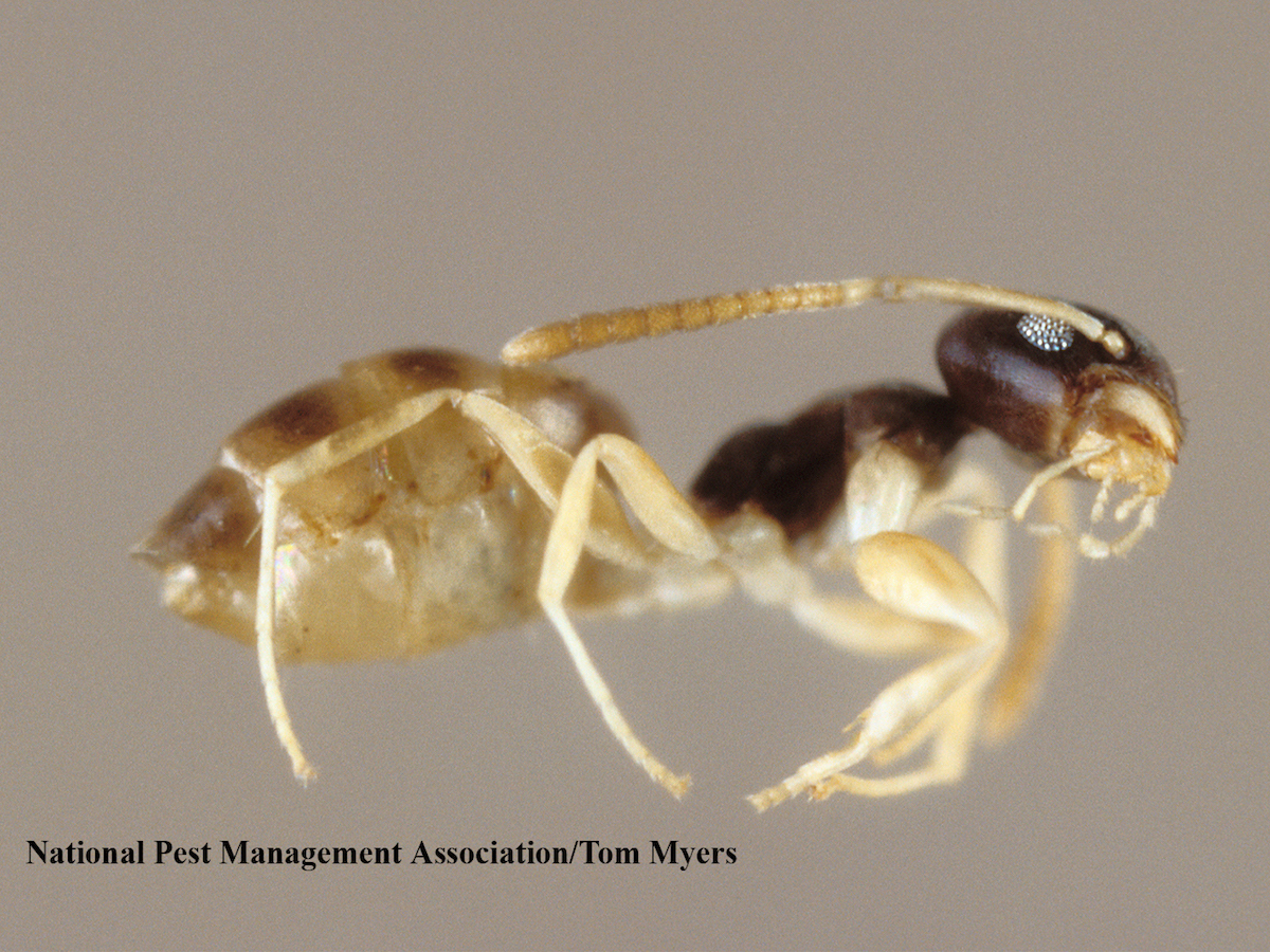 Ghost Ant_TM.jpg
