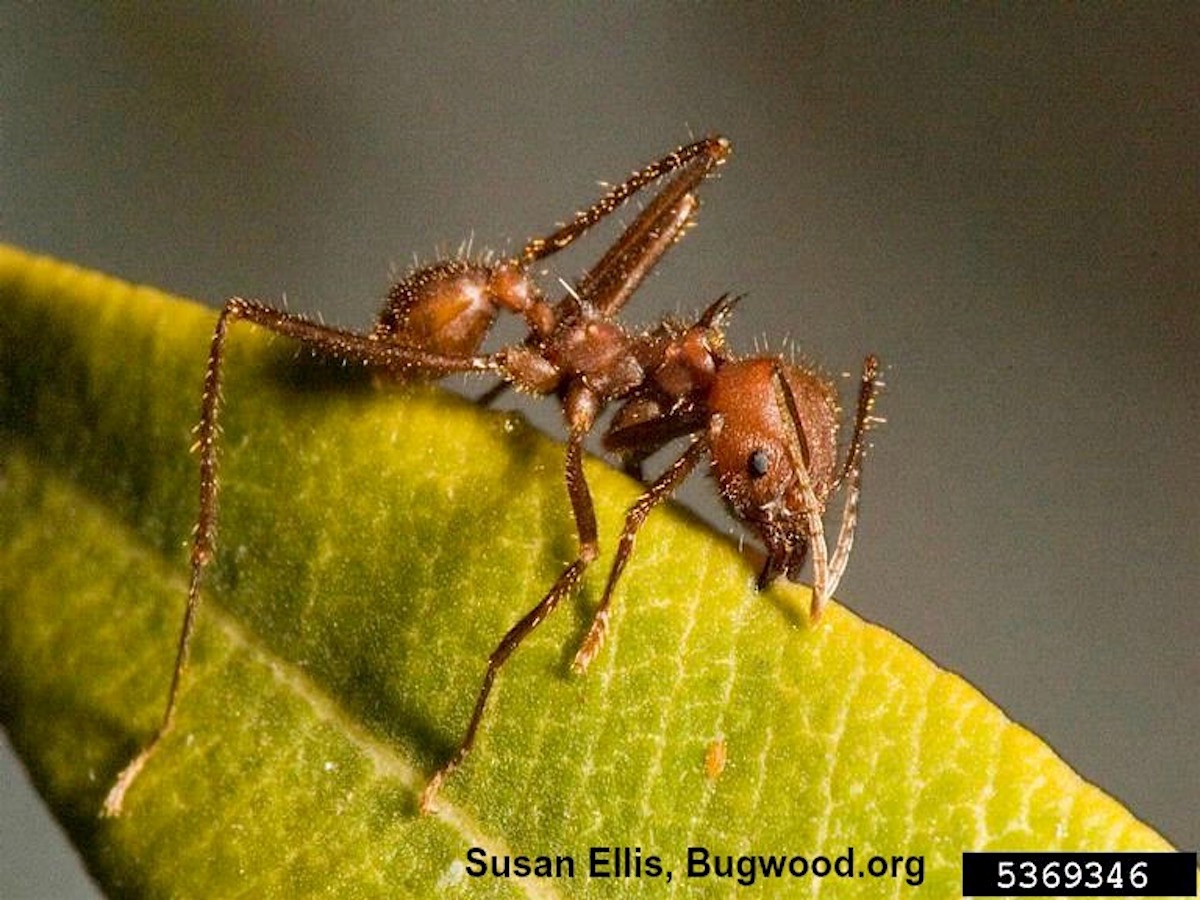 Leafcutting Ant_InsectImages.org.jpg