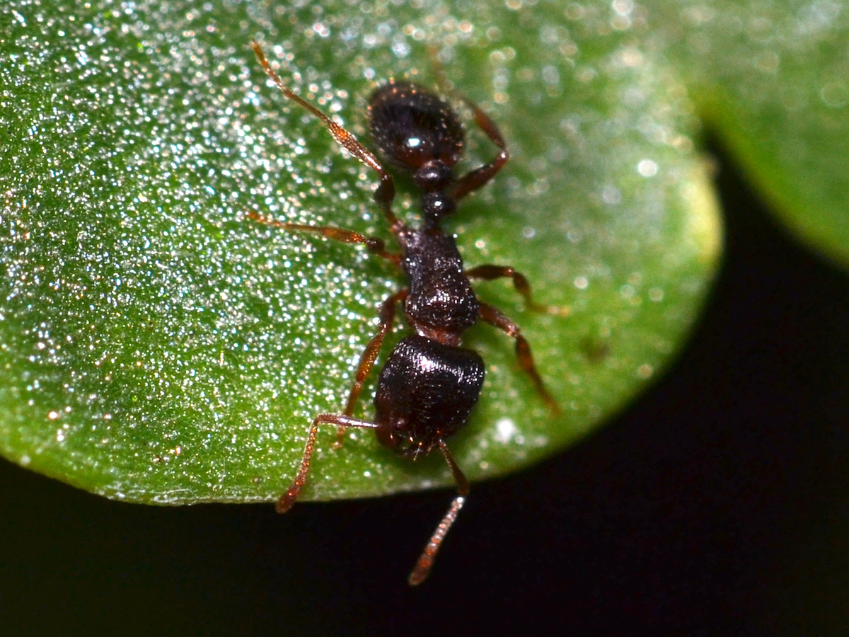 Pavement ant.jpg