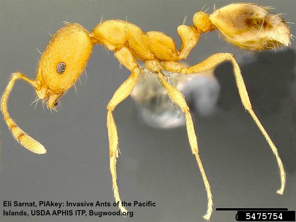 Pharaoh Ant_InsectImages.org.jpg