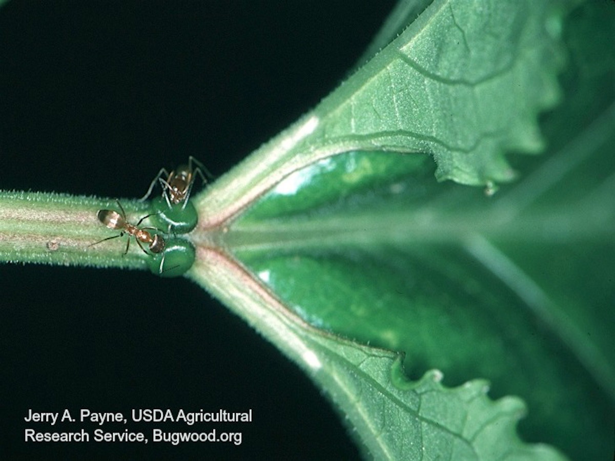 Pyramid Ant_InsectImages.org.jpg