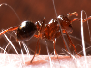 Close-up of red imported fire ants