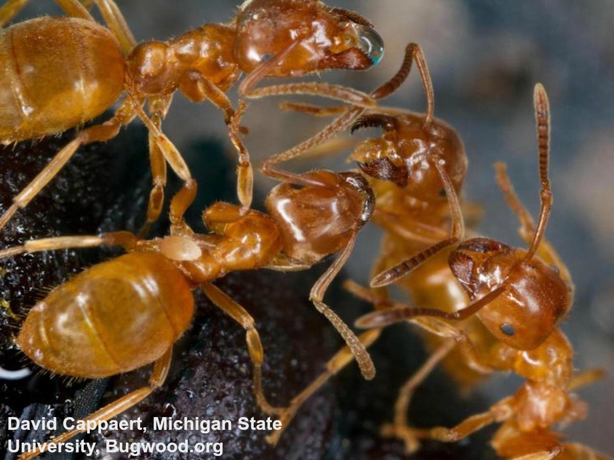 Yellow Ants_InsectImages.org.jpg