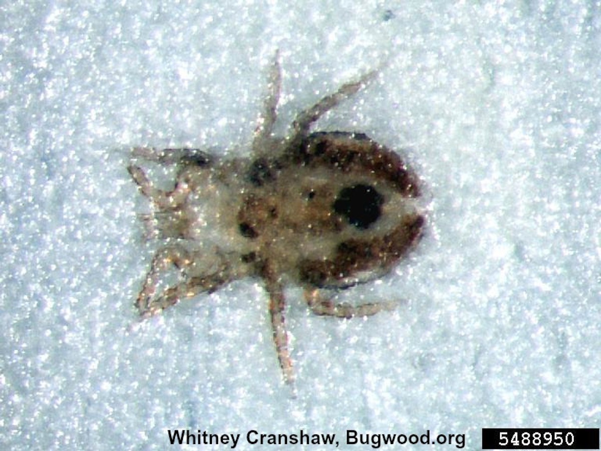 Chicken Mite_InsectImages.org.jpg