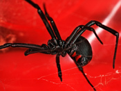Close up of black widow spider