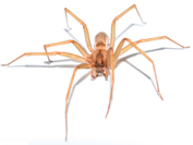 Closeup of brown recluse spider