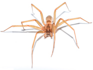 Close-up of brown recluse spider