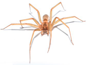 Brown recluse spider