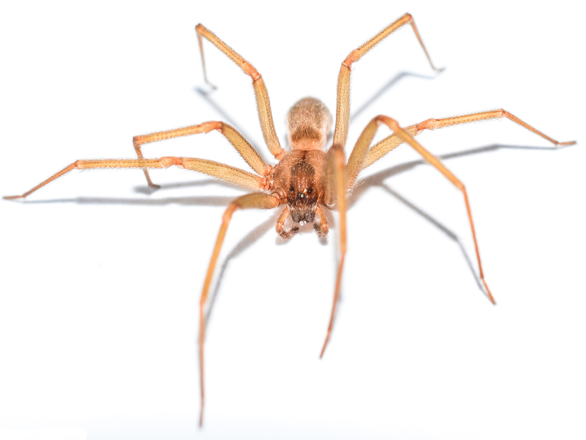 Brown recluse head on.jpg