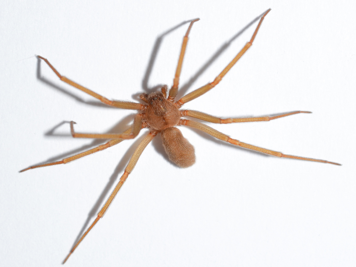 Brown recluse from above.jpg