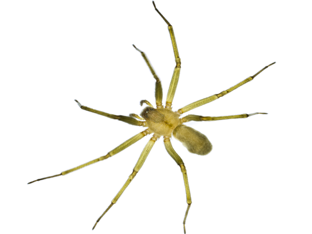 Brown recluse.jpg