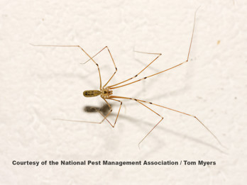 Cellar Spider _C4E4272.jpg