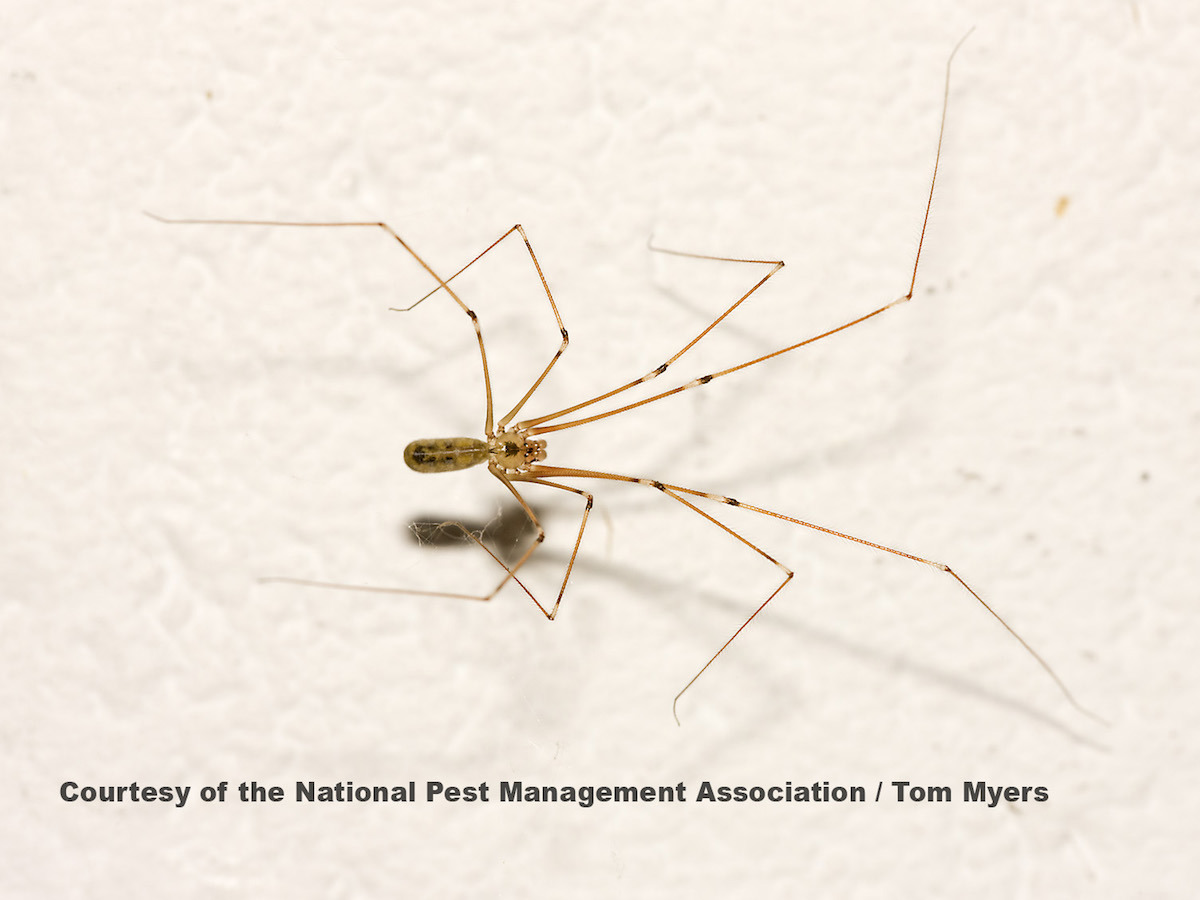 Cellar Spider _C4E4272.jpg
