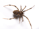 Top view of house spider