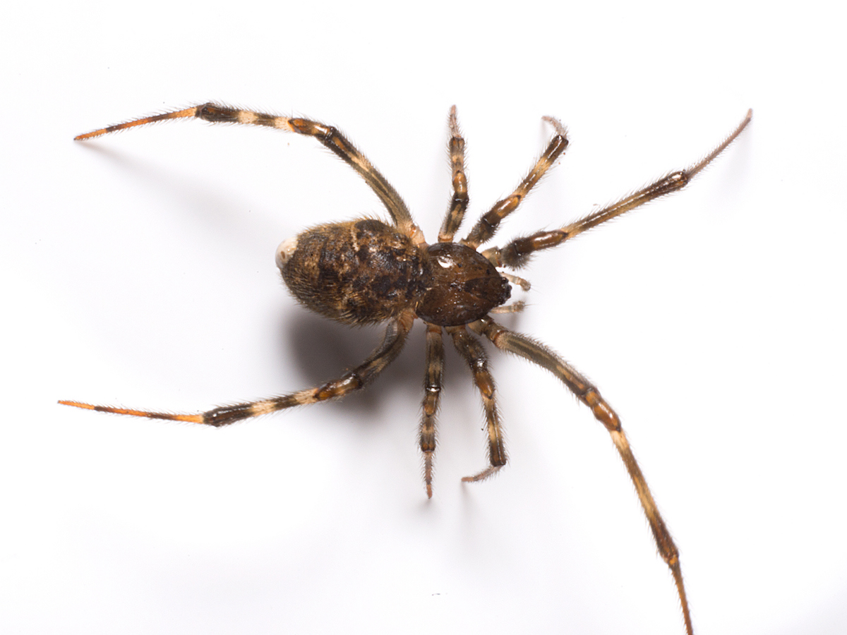 House Spider - BUG_0765.jpg