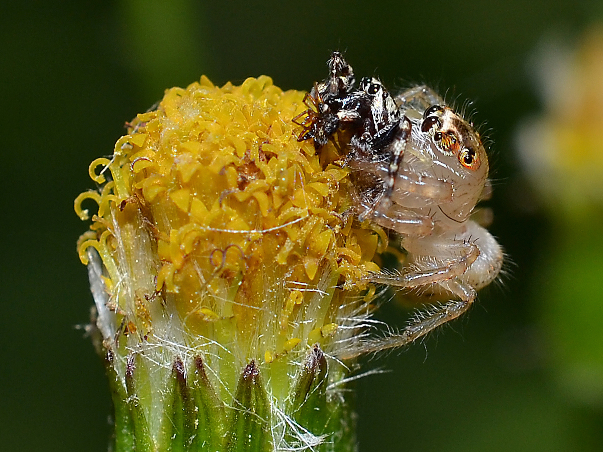 JORDAN Jumping spider freshly molted.jpg
