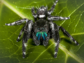 Jumping Spider2.jpg