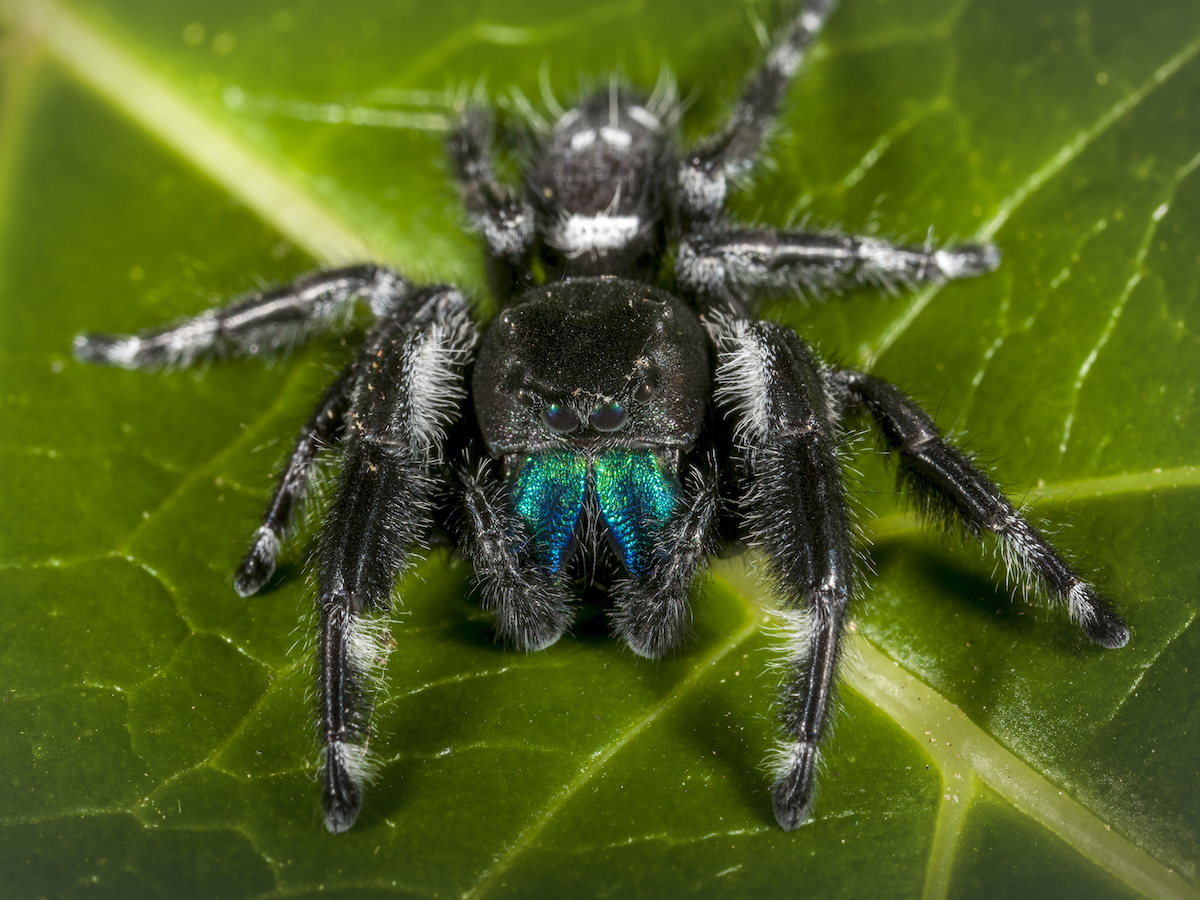 Jumping Spider2.jpg