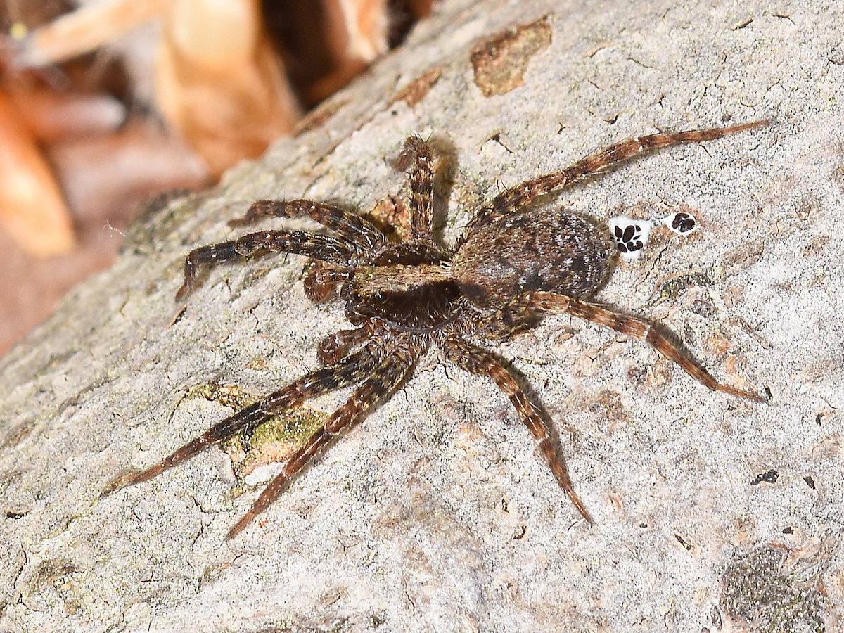 Wolf spider on a log (1).jpg