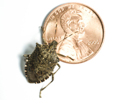 Brown marmorated stink bug no text white.jpg