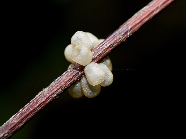 Empty stink bug eggs