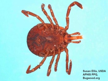 Lone Star Tick2_InsectImages.org.jpg (1)