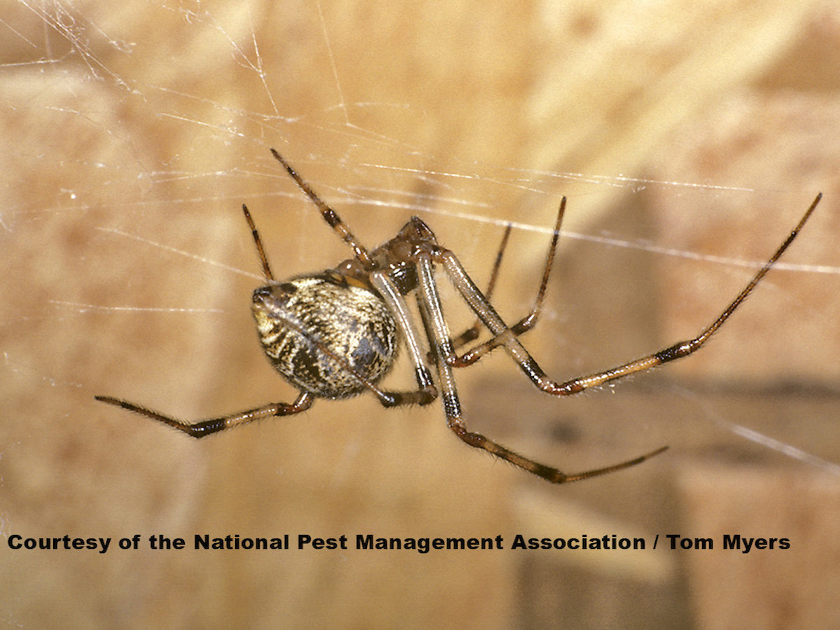 32 House Spider.jpg