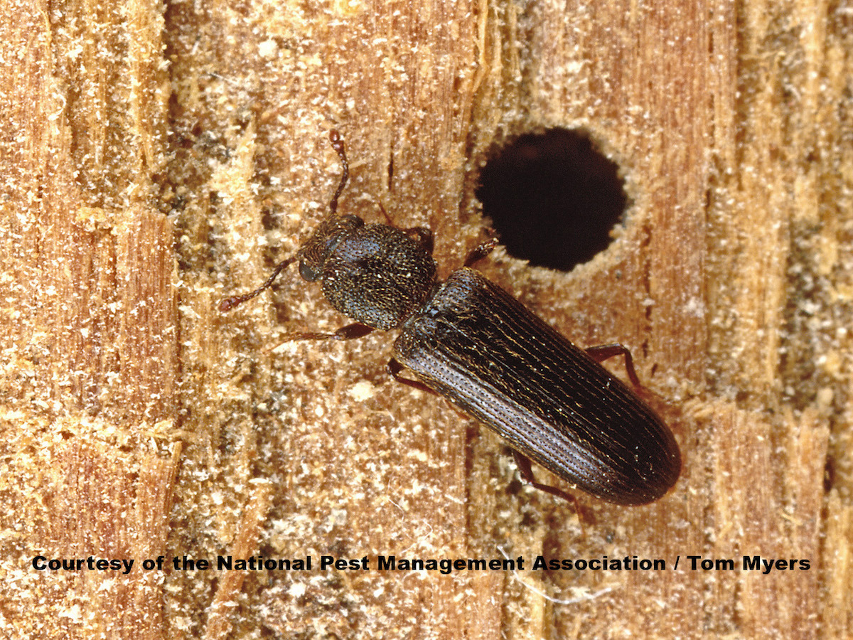 37 Powderpost beetle   NPMA.jpg
