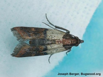 Indianmeal Moth_InsectImages.org.jpg