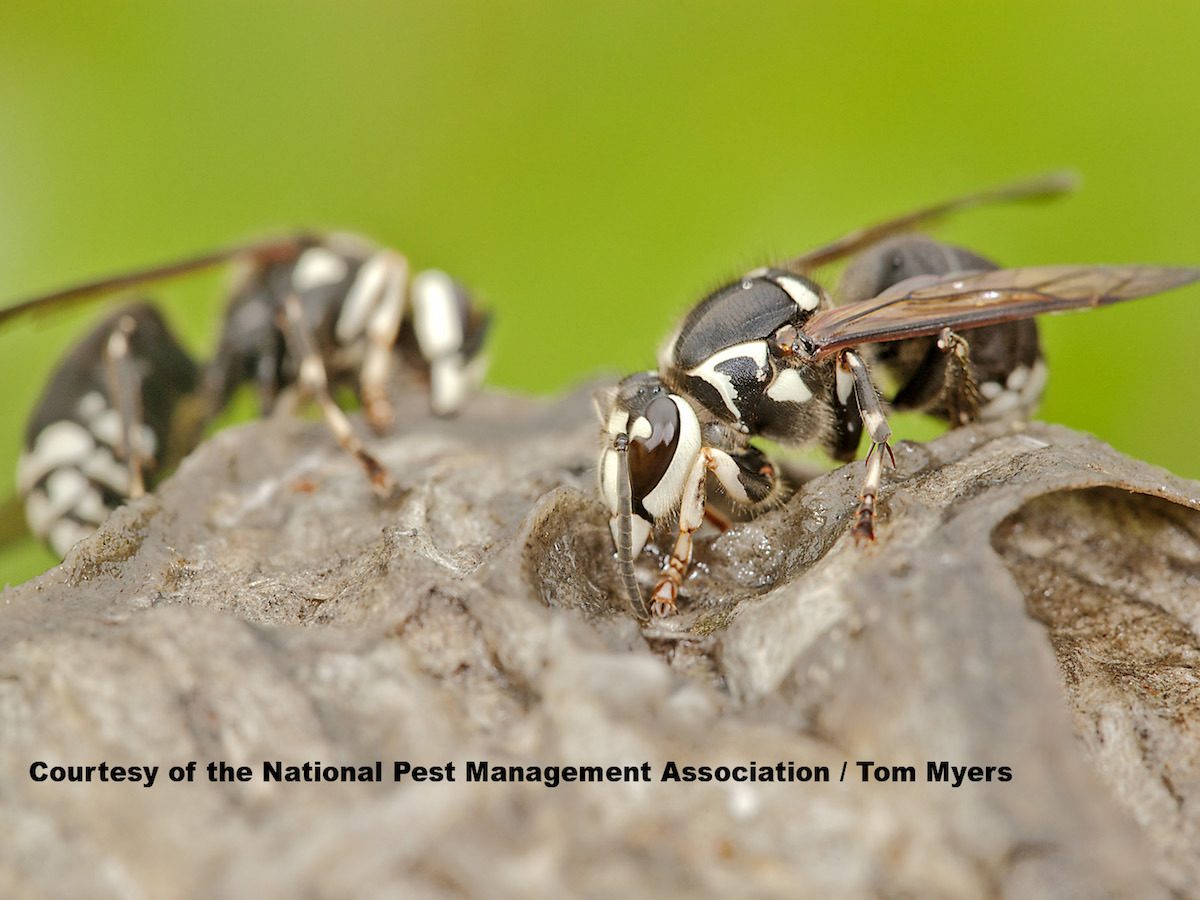 Bald Face Hornet - NPMA.jpg