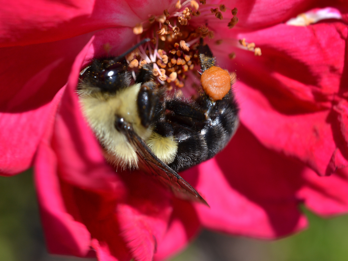 Bumble Bees - Prevention, Control & Facts About Bees