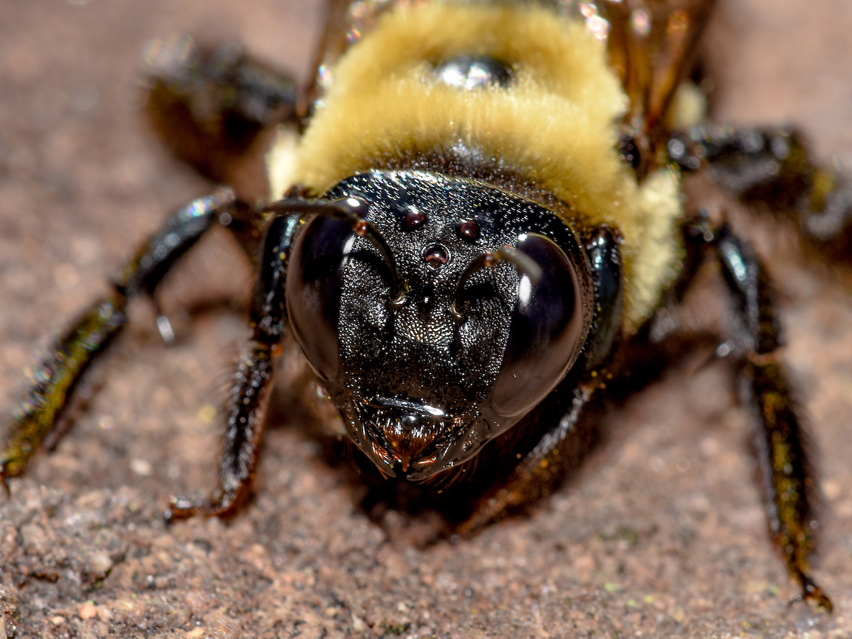 Carpenter bee 2.jpg