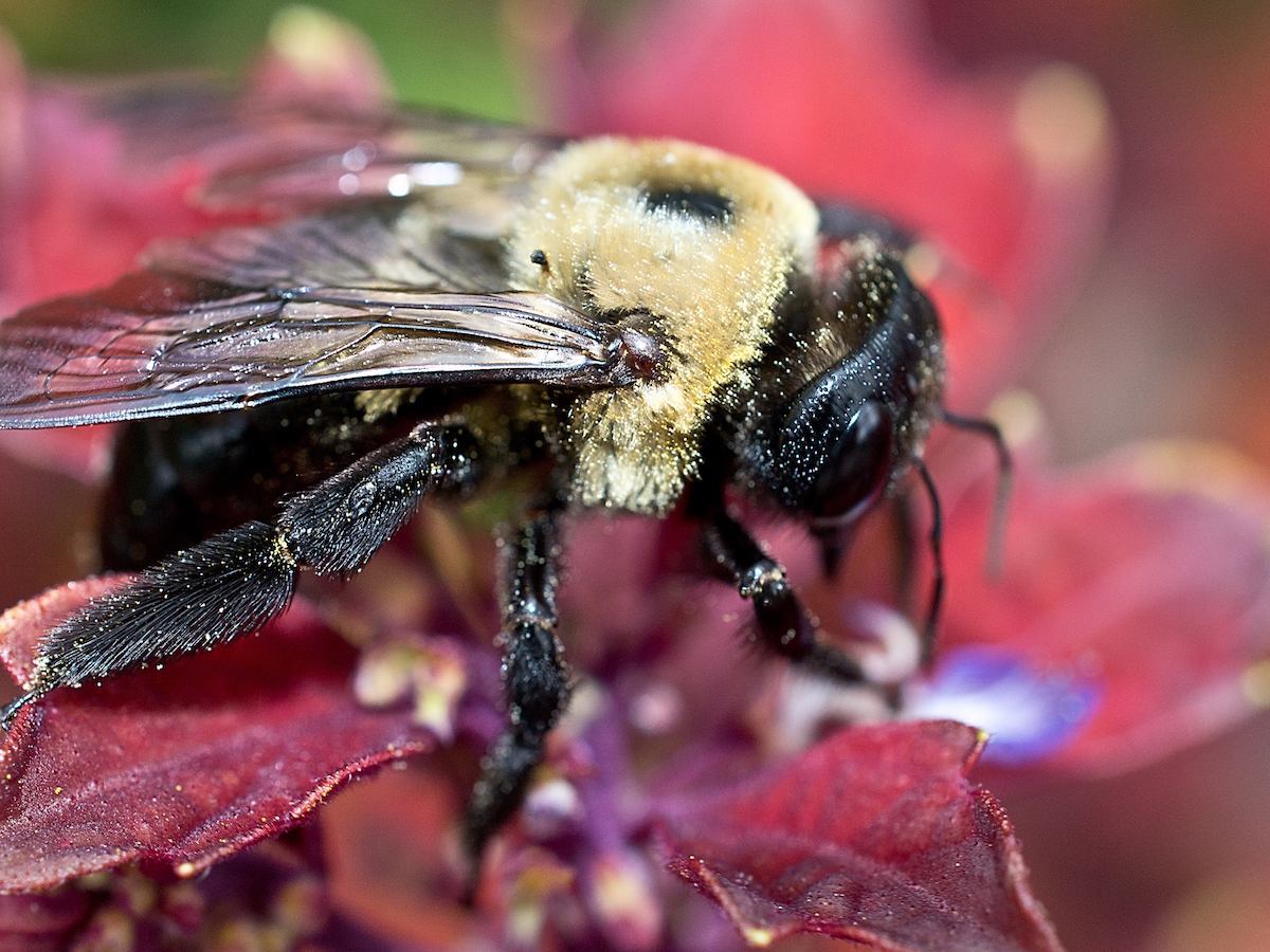 Carpenter bee covered in pollen II.jpg