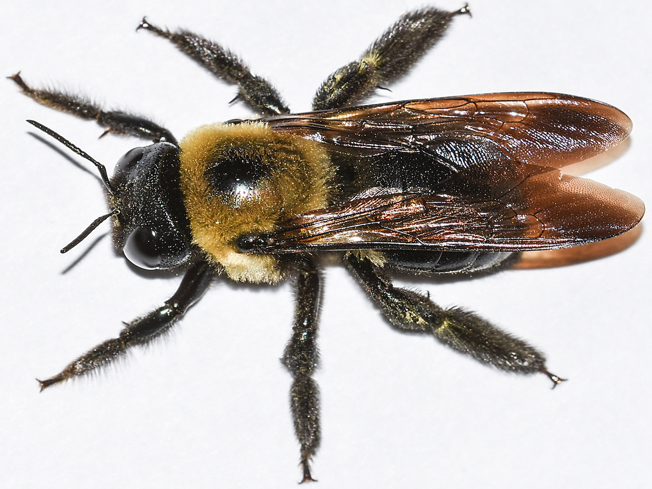 A carpenter bee